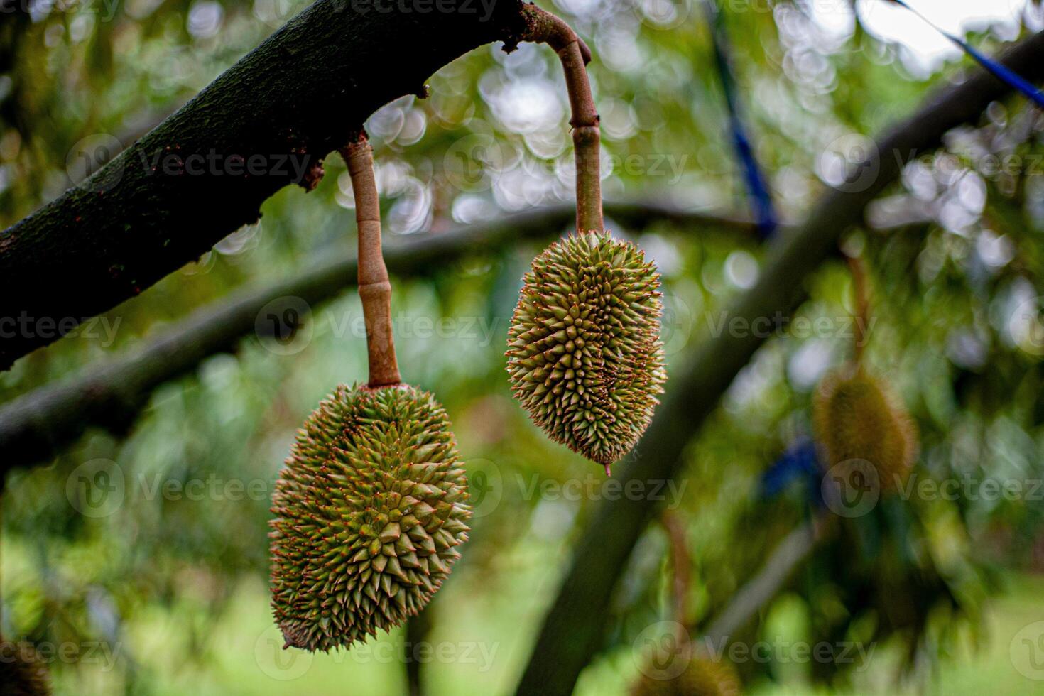 5. Young Durian on Tree .Macro Shot with Bokeh Background photo