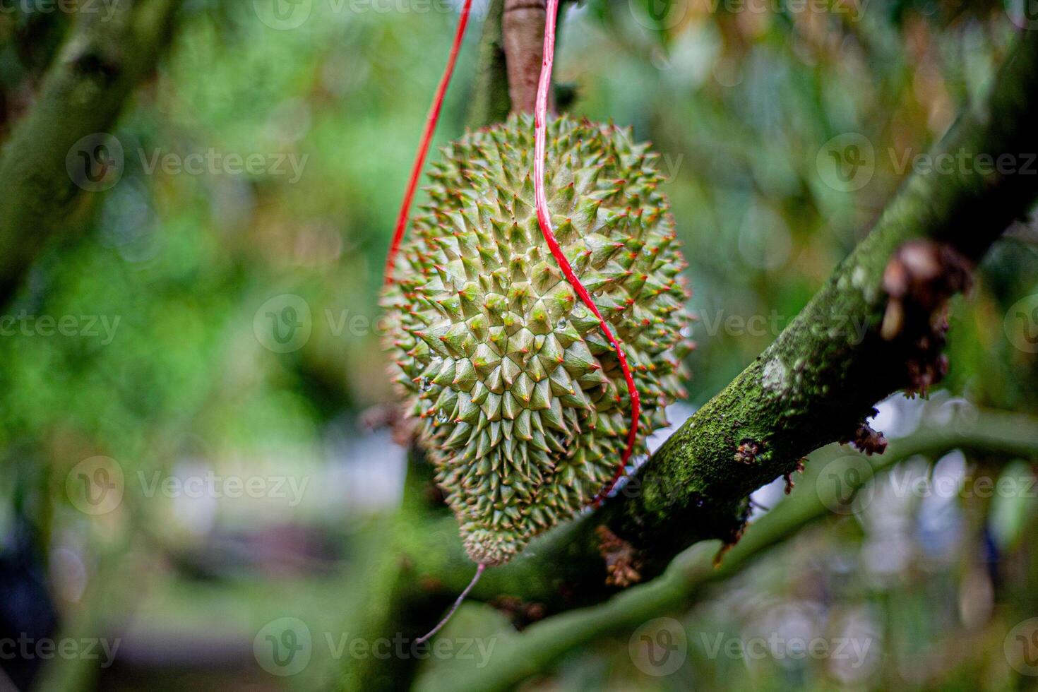3. Young Durian on Tree .Macro Shot with Bokeh Background photo