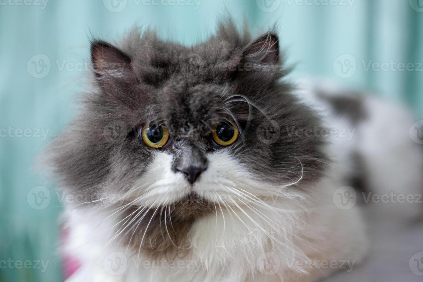 Persian cat sitting on blue background 11 photo