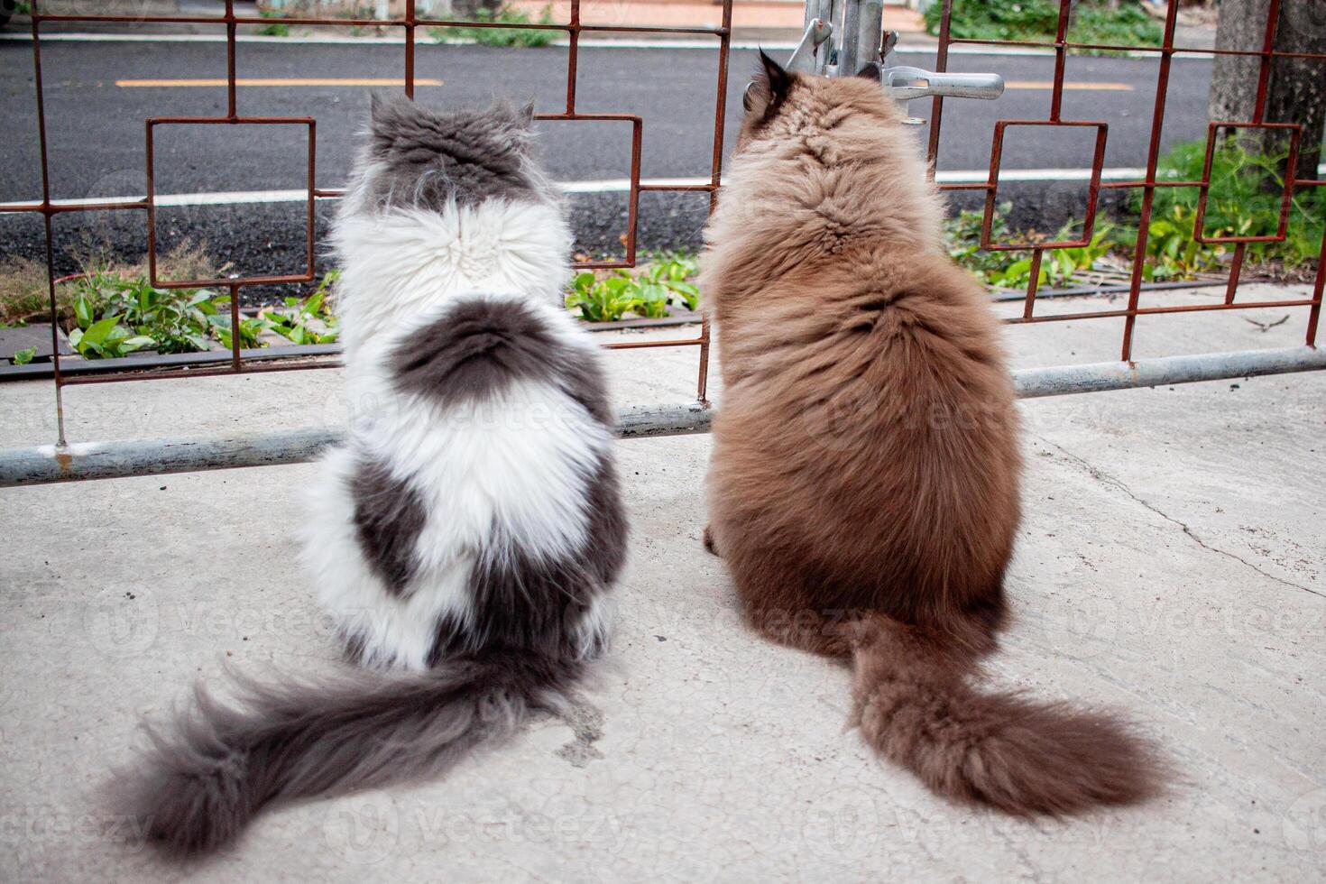 Two cats sitting on the ground photo