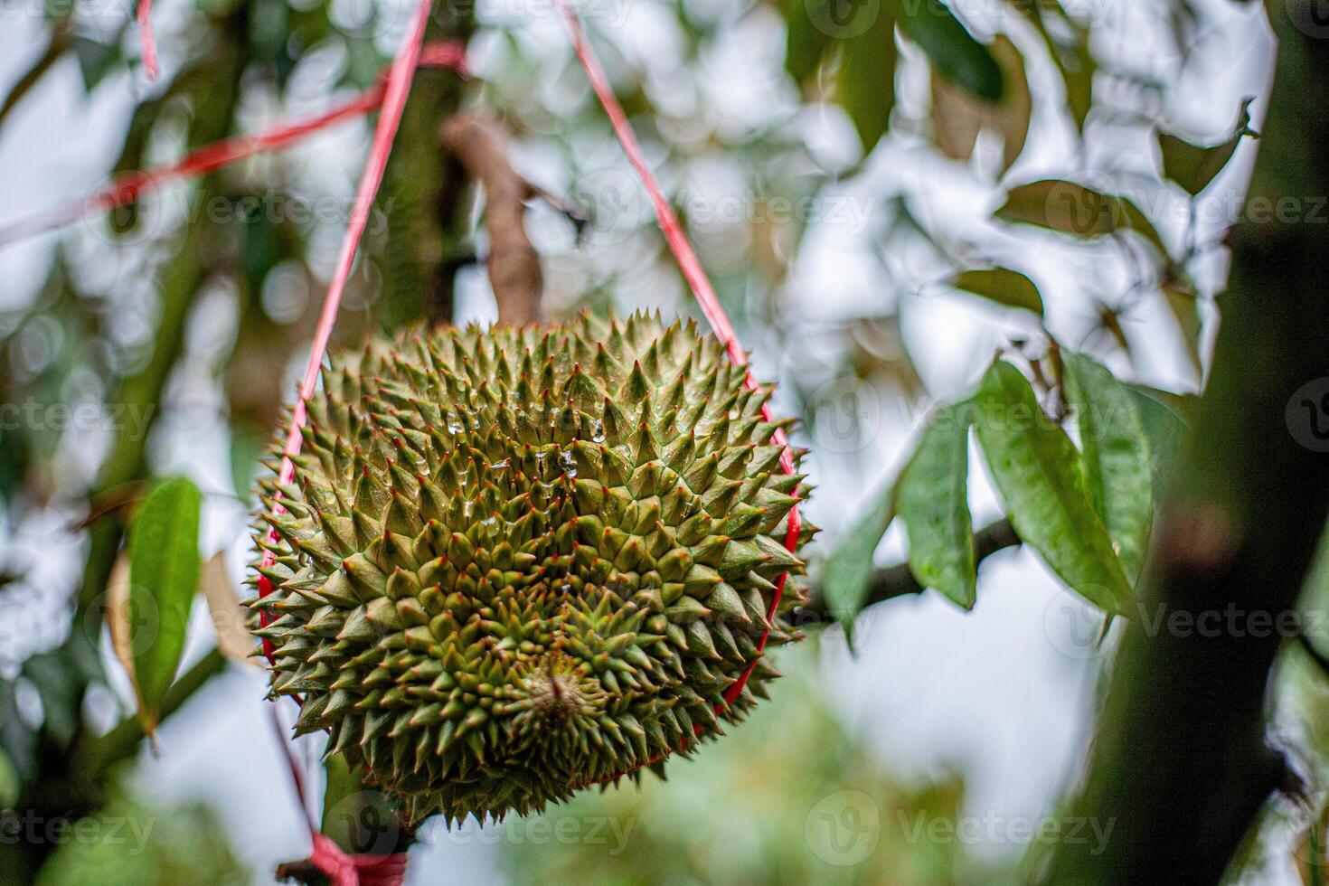 9. Young Durian on Tree .Macro Shot with Bokeh Background photo