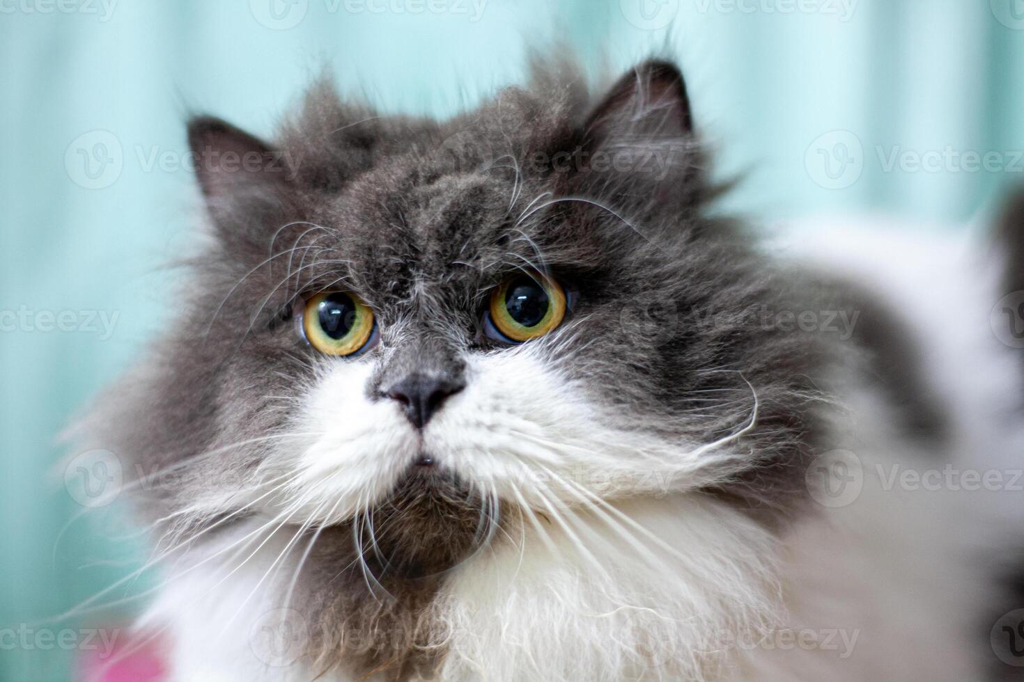 Persian cat sitting on blue background 08 photo