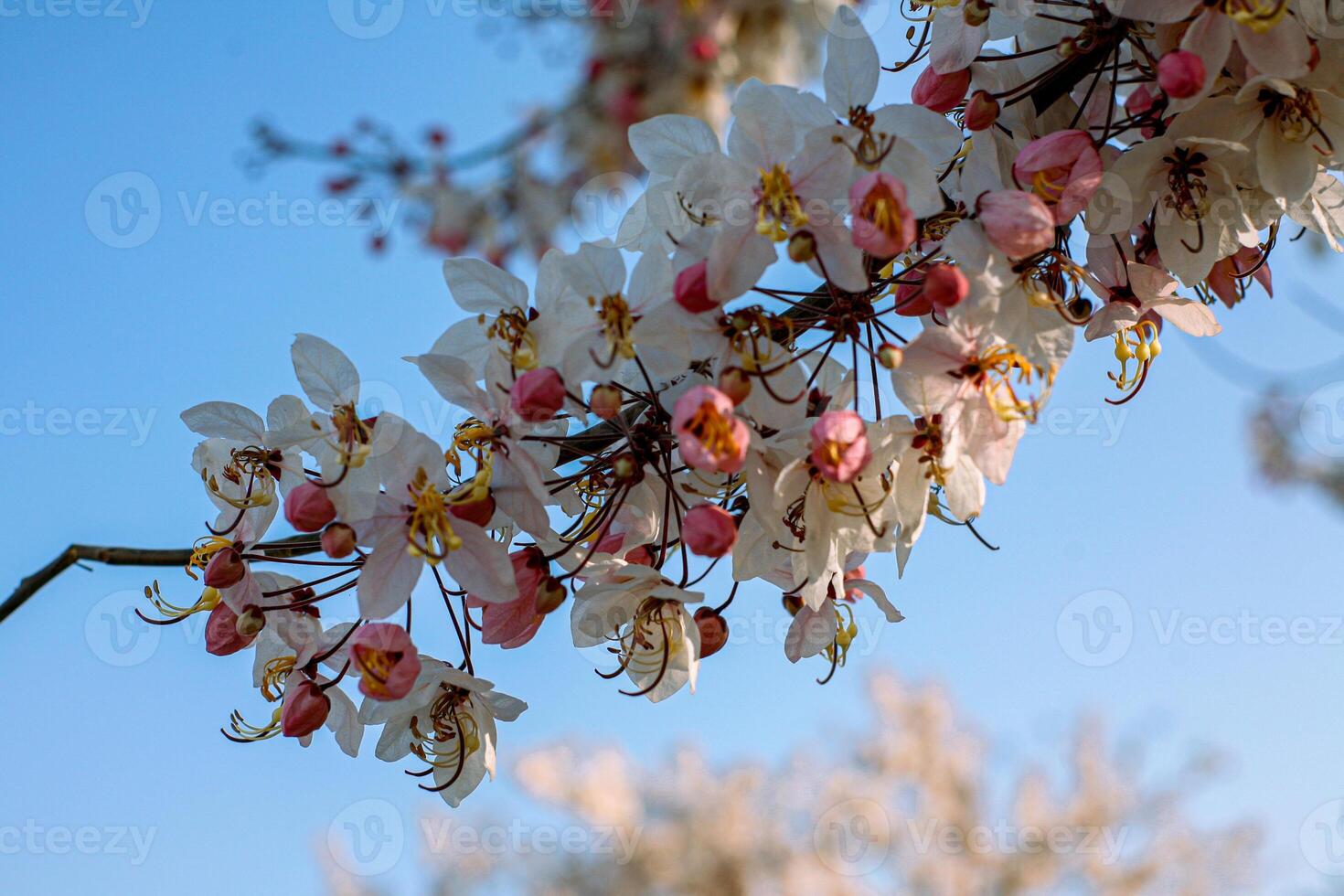 A close up of a tree with flowers on it photo