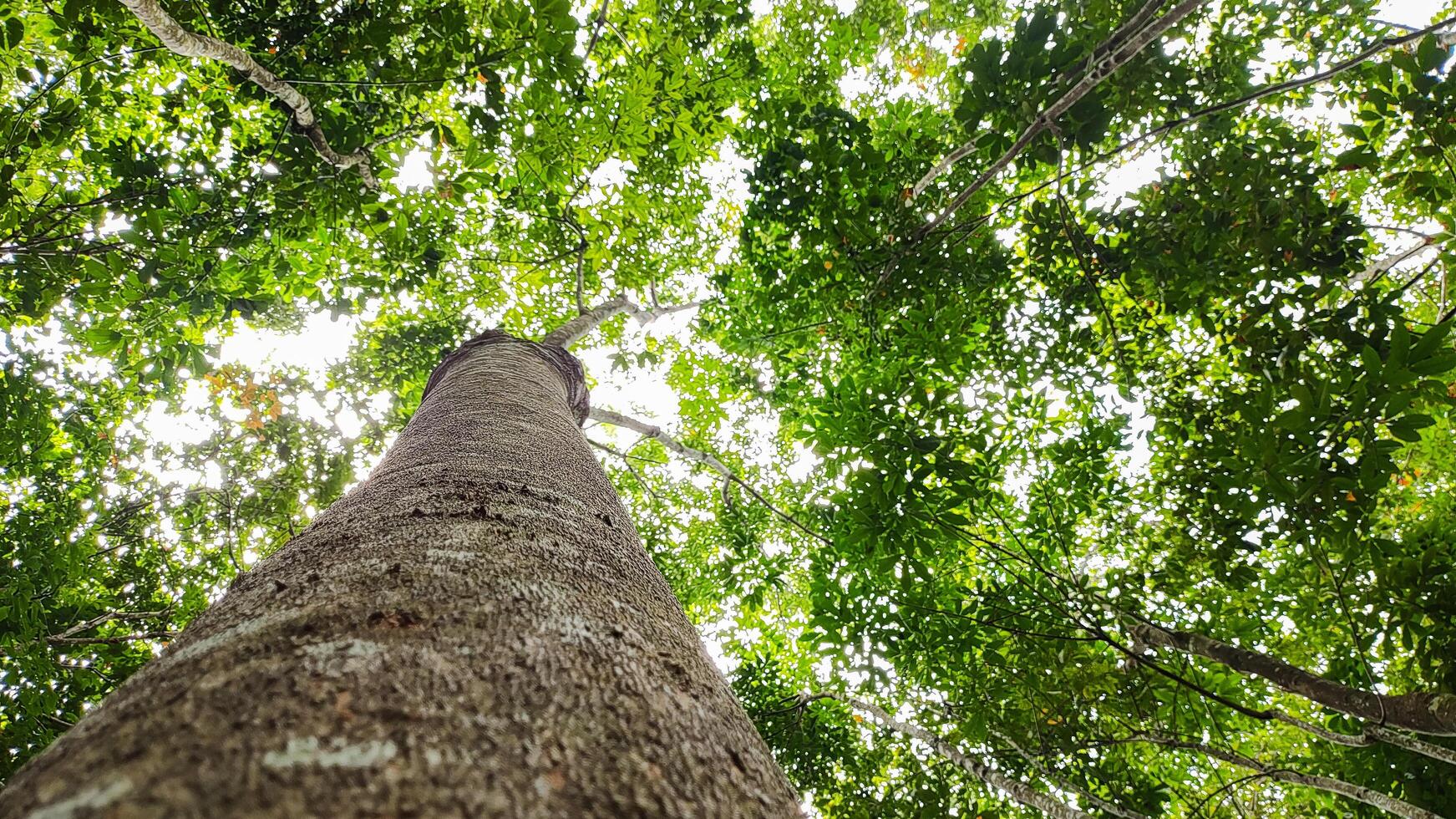 Tree photo taken from bottom to top angle