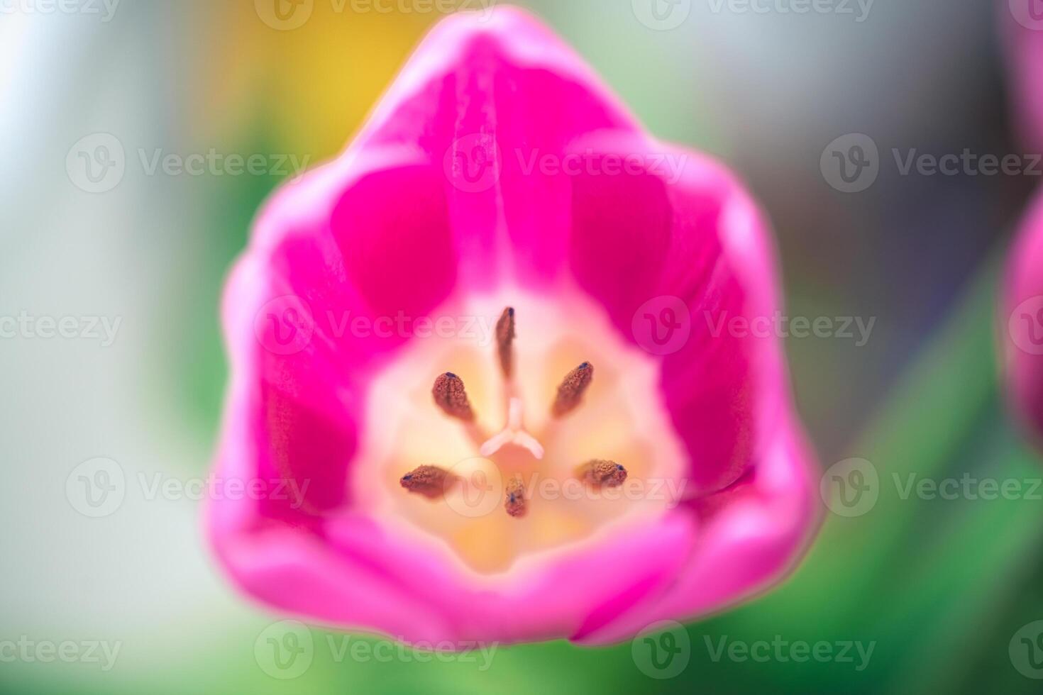 Macro photo of tulip, top view, structure of flower, pistil and stamens