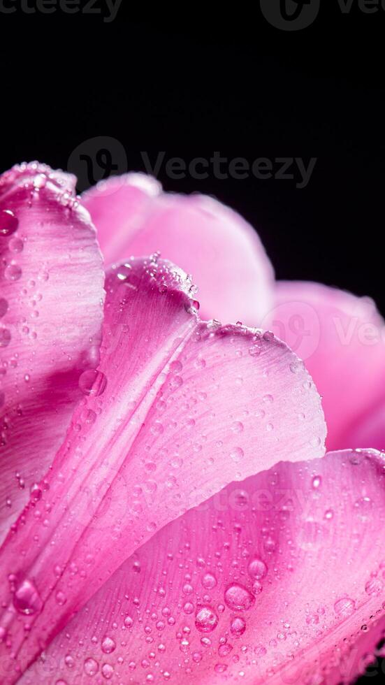 closeup Bright pink tulip drops on a black background. Concept of spring photo