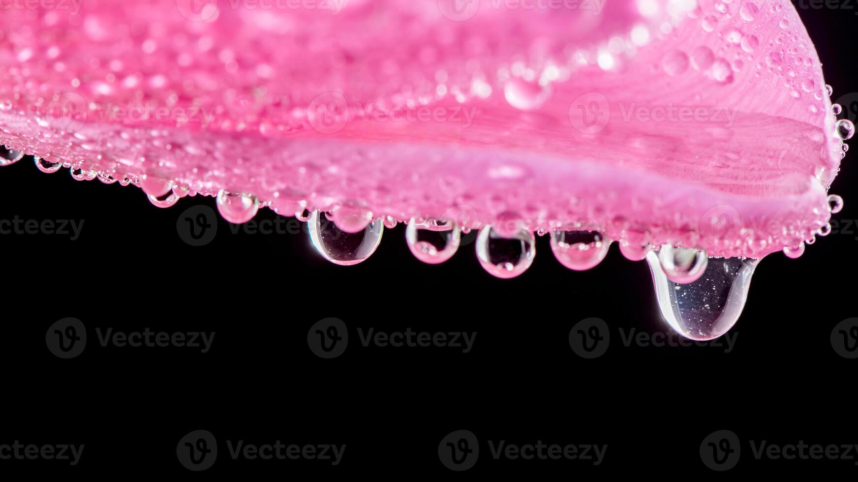 Close-up, close pink tulip on a black background, drops of water dripping from the flower. Freshness, Spring photo