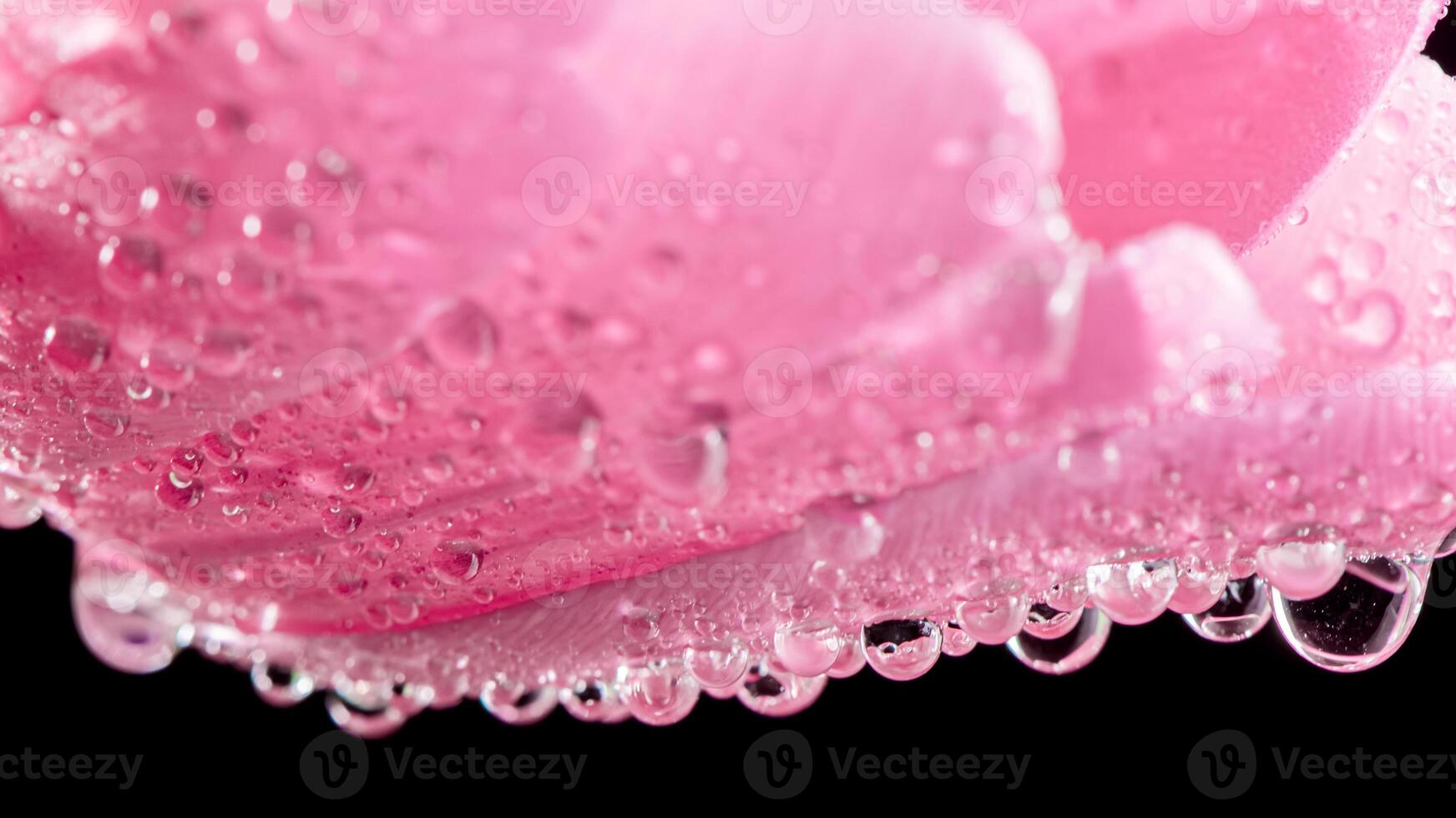 close up Bright pink tulip with drops on a black background. Concept of spring photo