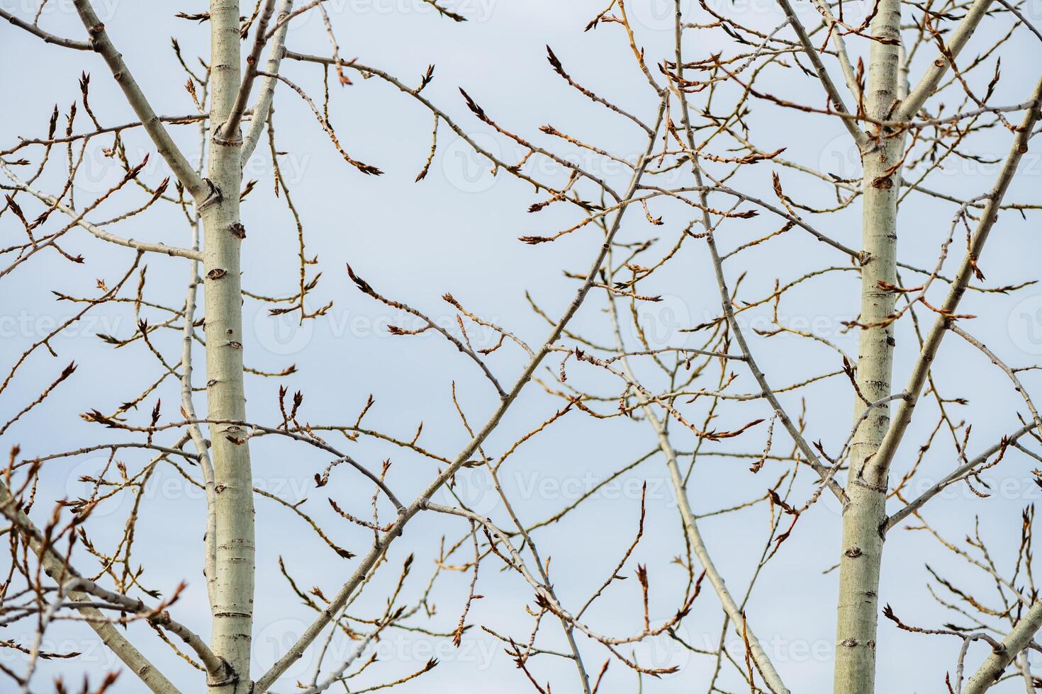 Poplar branches are growing towards the sky in early spring season, displaying small buds and delicate new growth against a soft blue background photo