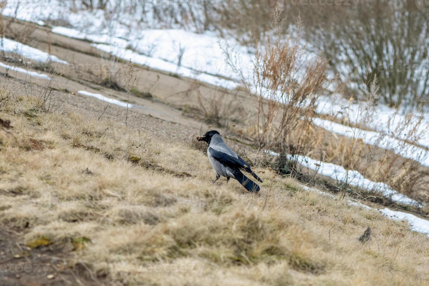 Hooded crow stands on the ground with food in its beak, in a winter landscape with snow, dry grass, and trees in the background, showcasing the bird's foraging behavior in cold weather photo