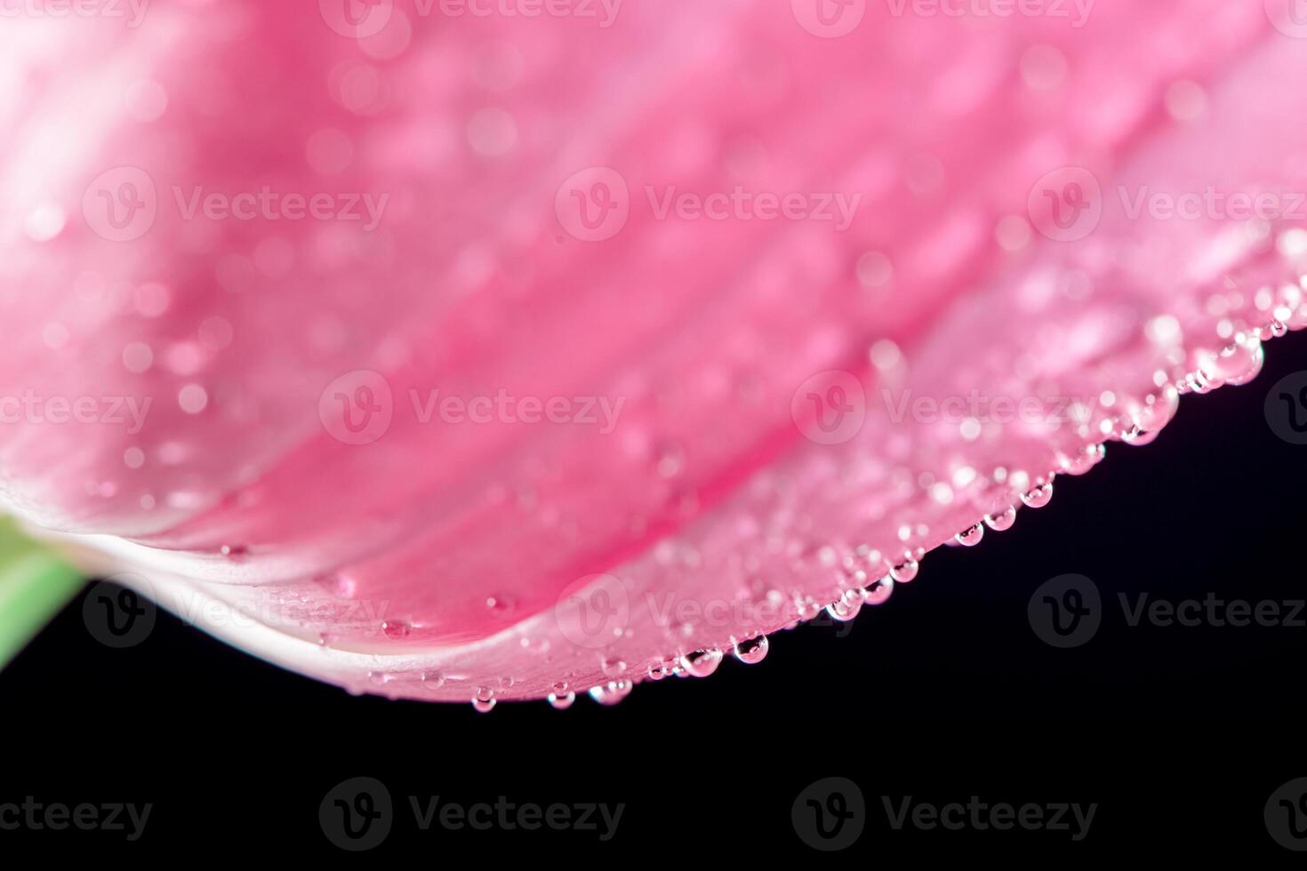 close-up Bright pink tulip with drops on a background. Concept of spring photo
