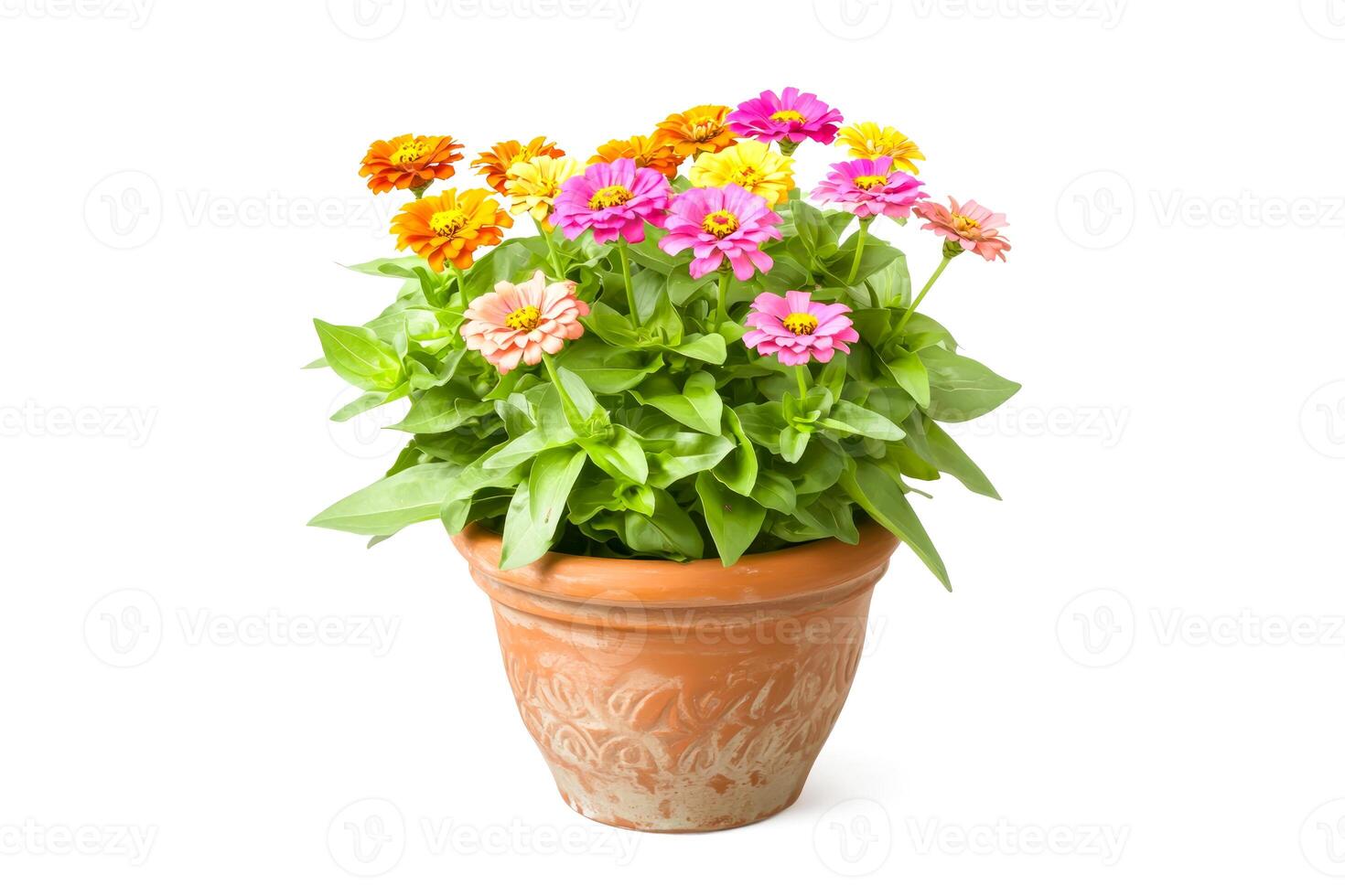 Zinnias in decorative terracotta pot on white background photo