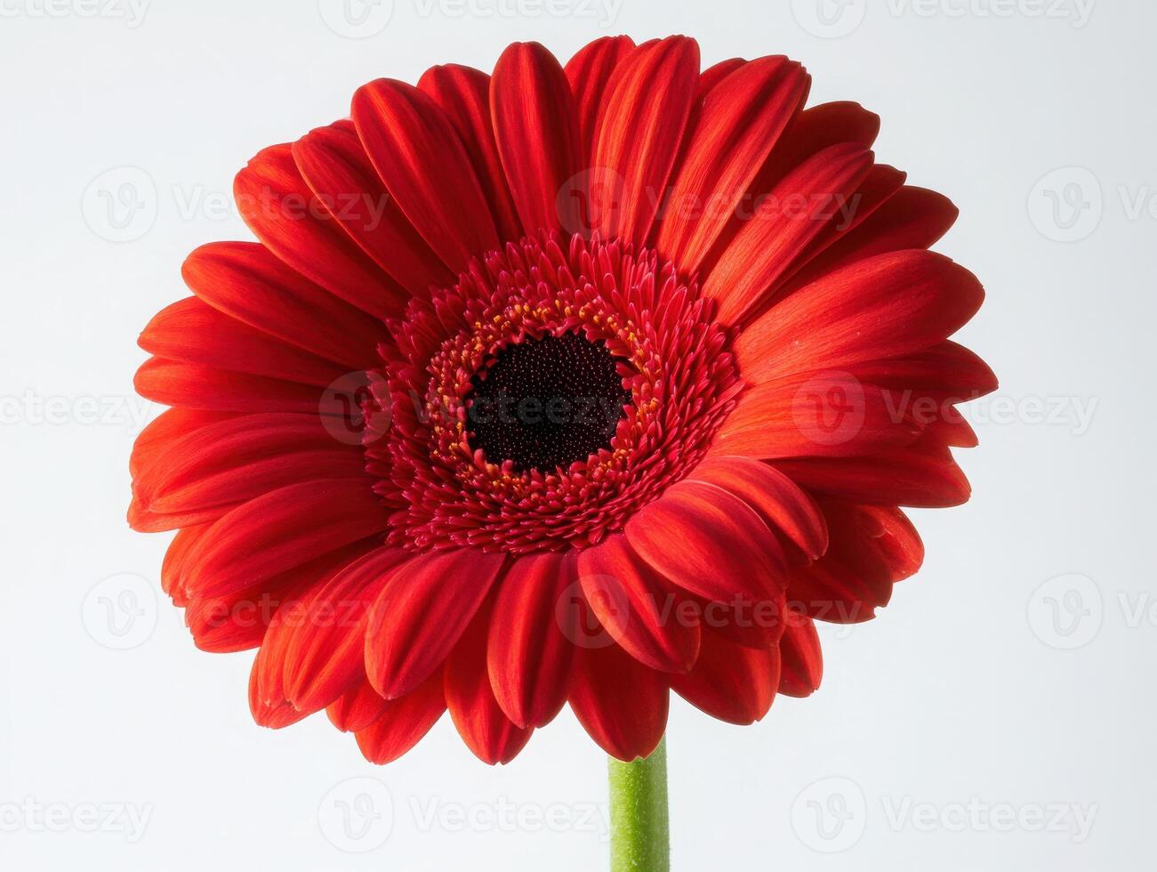 Vibrant red gerbera daisy on white background photo