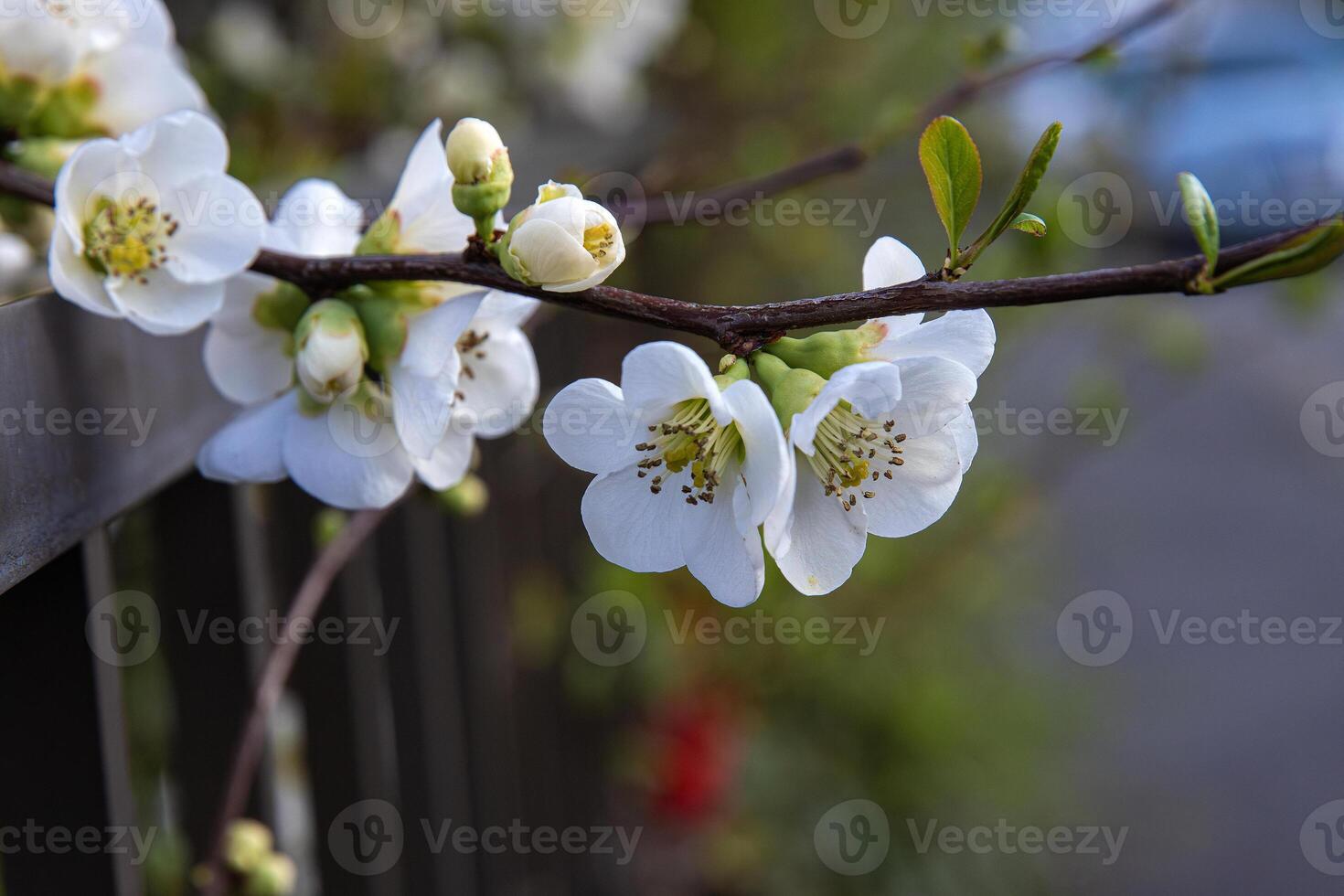 White fruit tree blossoms blooming on a branch along a fence with blurred cars and road in the background. Apple flowers in full bloom with blurred urban background. Spring in the city 02 photo