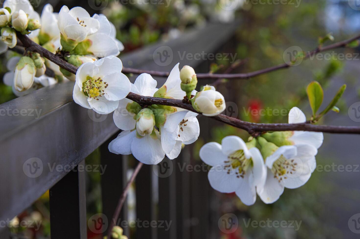 White fruit tree blossoms blooming on a branch along a fence with blurred cars and road in the background. Apple flowers in full bloom with blurred urban background. Spring in the city 03 photo