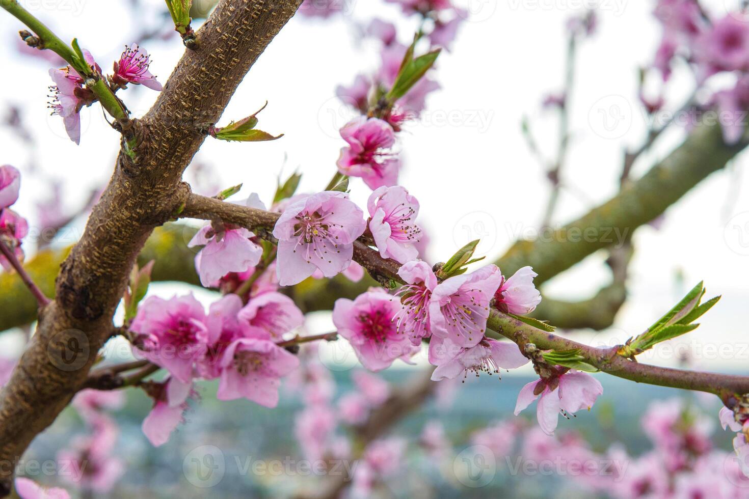 Closeup of delicate pink blossoms bloom on a thin cherry tree branch against a pale sky background. Soft pink fruit tree flowers and buds under a cloudy sky. Selective focus. Copy space 04 photo