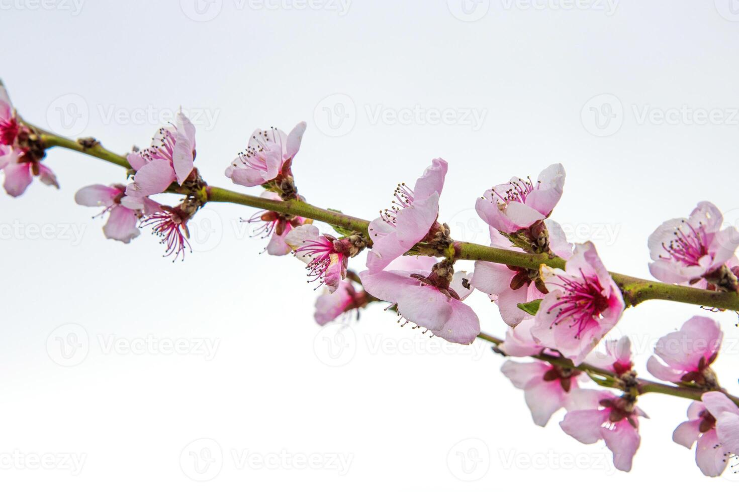 Closeup of delicate pink blossoms bloom on a thin cherry tree branch against a pale sky background. Soft pink fruit tree flowers and buds under a cloudy sky. Selective focus. Copy space 08 photo