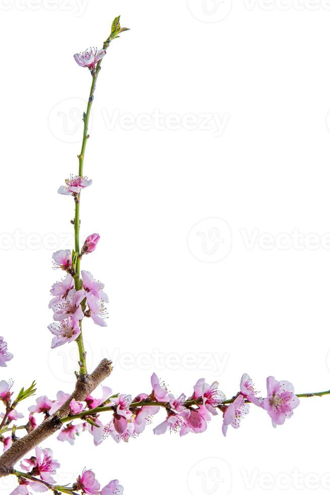 Delicate pink cherry blossoms blooming on a thin branch with a sky background. Isolated flowering fruit tree branch with vibrant pink petals. Copy space 02 photo