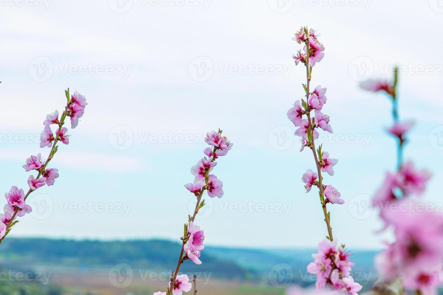Pink flowers against sky. Vertical cherry blossoms reaching into a soft spring sky with scenic countryside in the blurred background. Germany, Bavaria. Copy space. Selective focus 02 photo