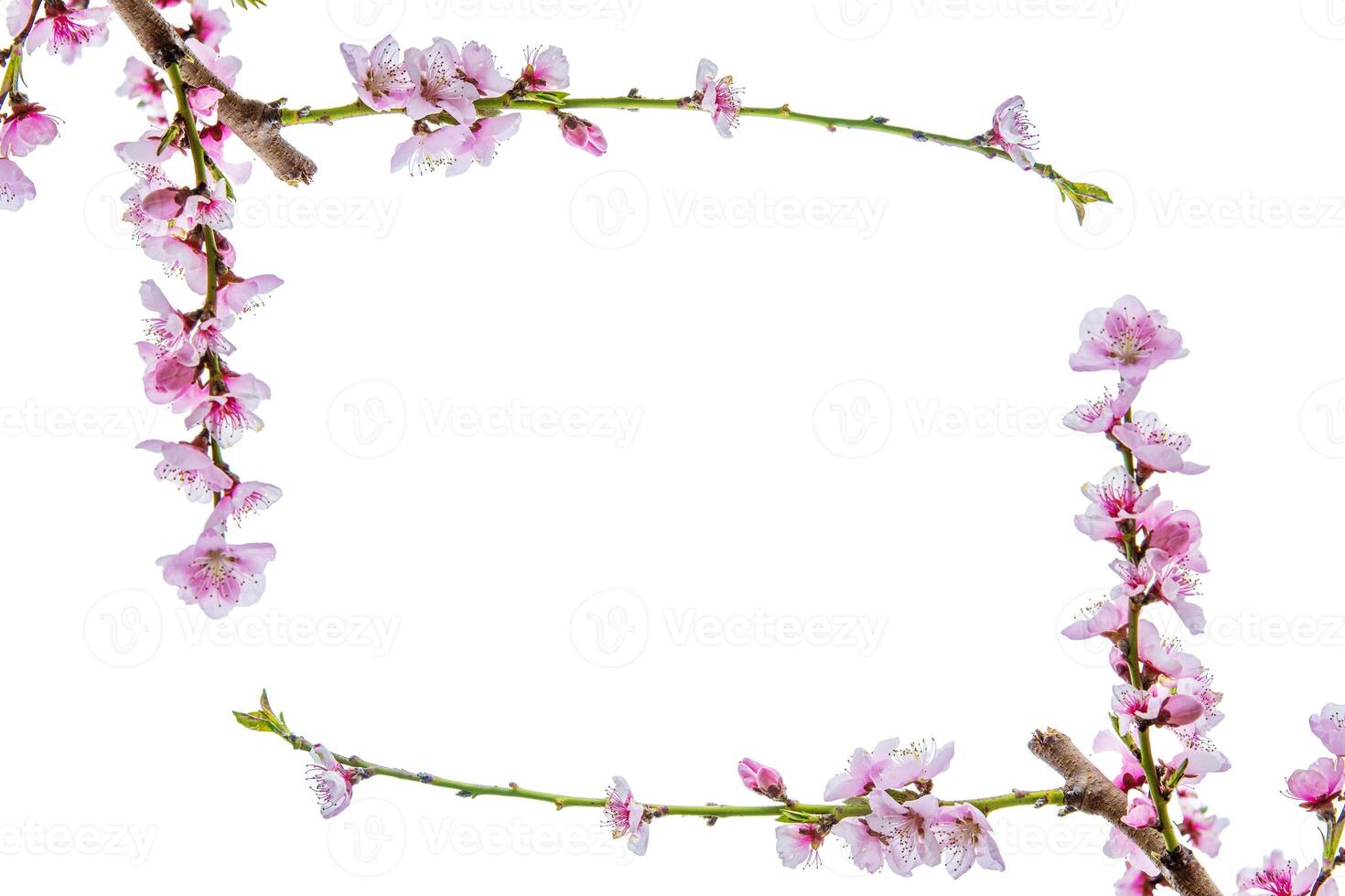 Rectangular floral frame made of blooming pink cherry branches isolated on white background, Minimalistic sakura blossom border. Fruit tree flowers. Copy space 02 photo