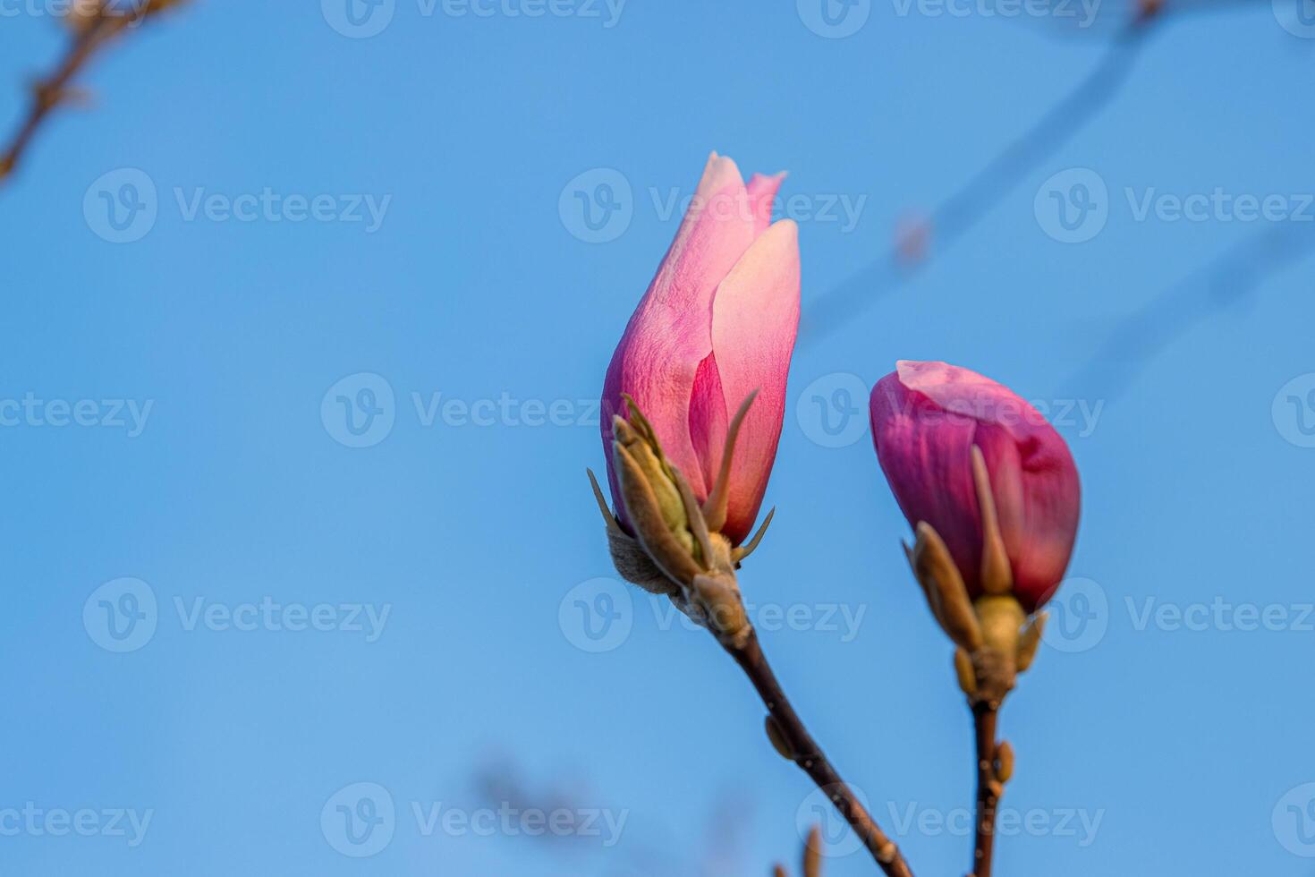 Two pink magnolia buds on a branch set against a clear blue sky. Closeup of blooming magnolia flower buds reaching toward the sky on a sunny spring day, Minimal composition. Copy space 04 photo