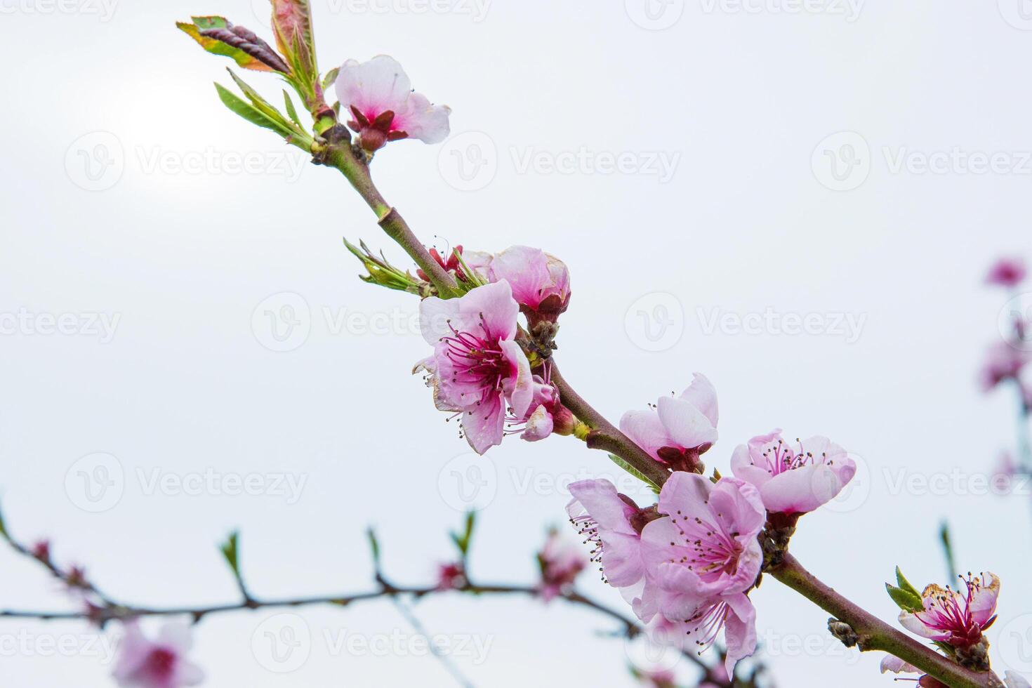 Closeup of delicate pink blossoms bloom on a thin cherry tree branch against a pale sky background. Soft pink fruit tree flowers and buds under a cloudy sky. Selective focus. Copy space 07 photo