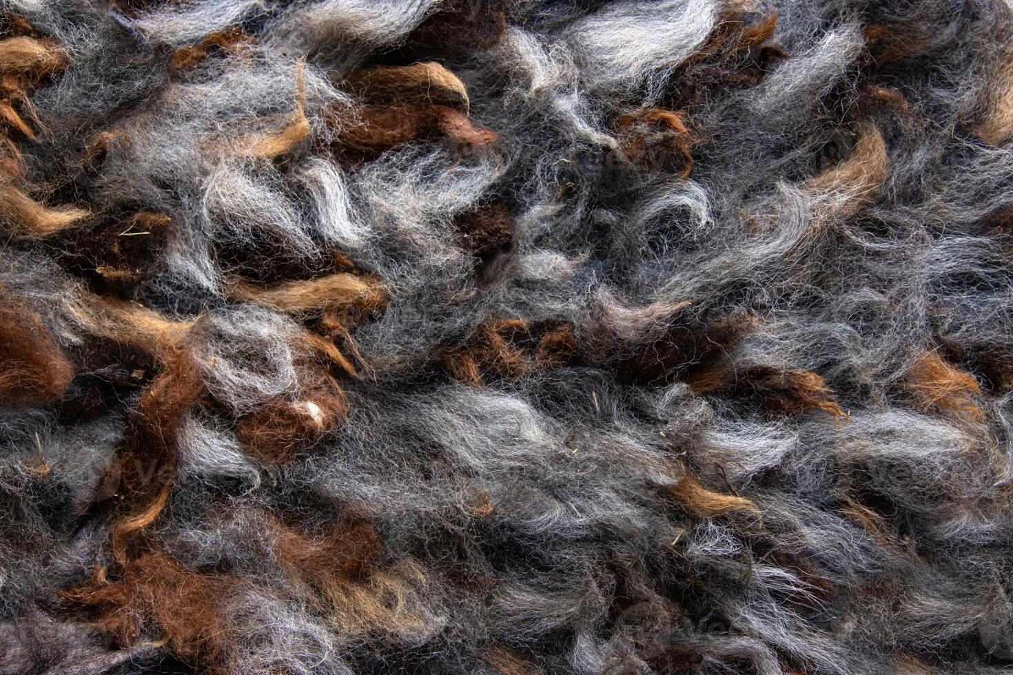 Closeup of natural alpaca wool fleece in shades of brown, gray, and white. Detailed texture of mixed color fibers. Sustainable resources, felting craftsmanship, design, warmth concept. 02 photo