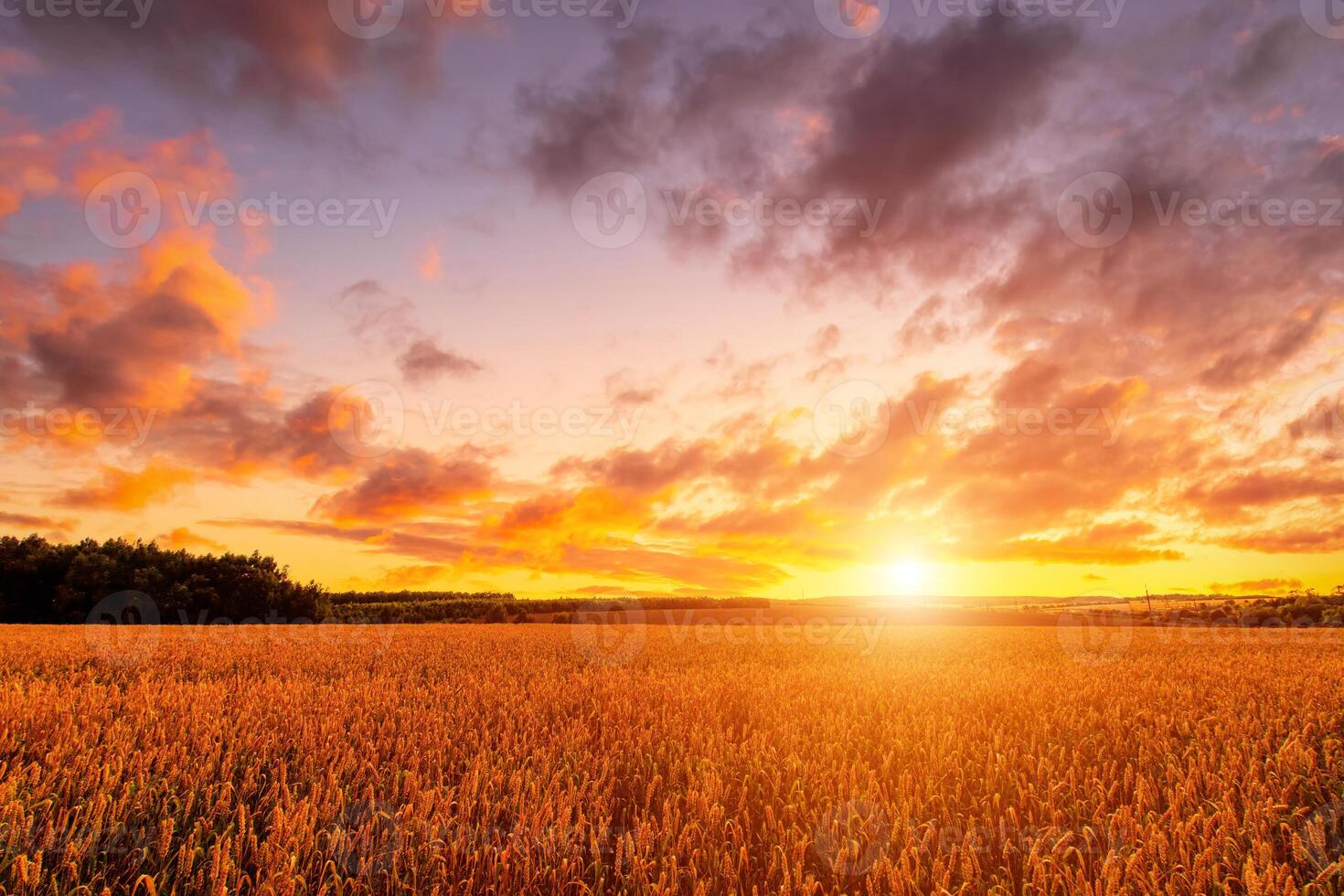 A beautiful sunset over a field of wheat photo
