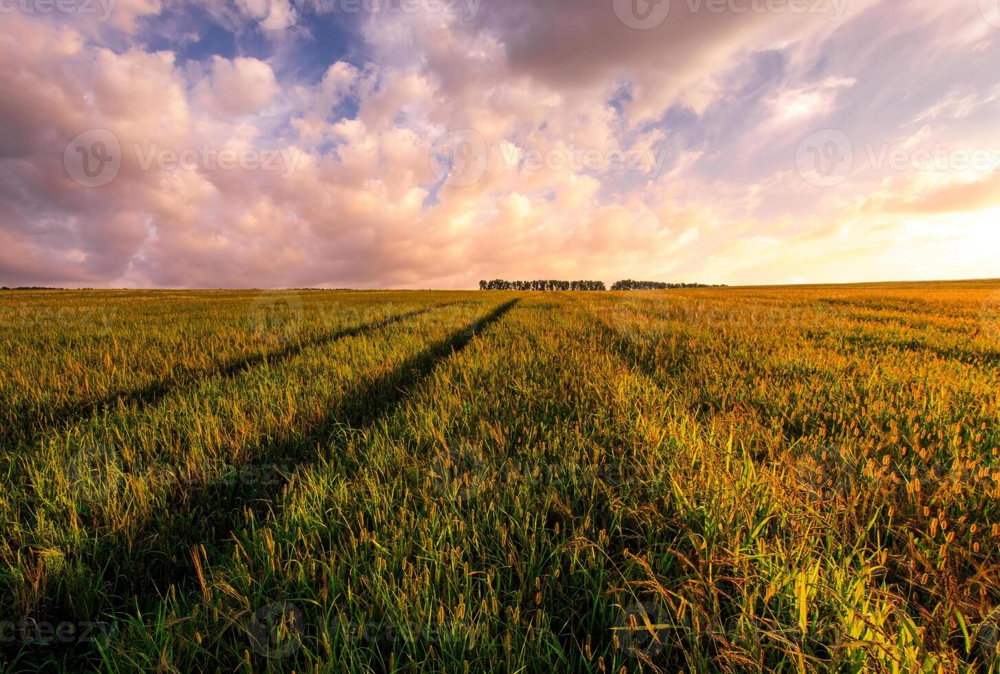 A field with a tree line and a sky photo