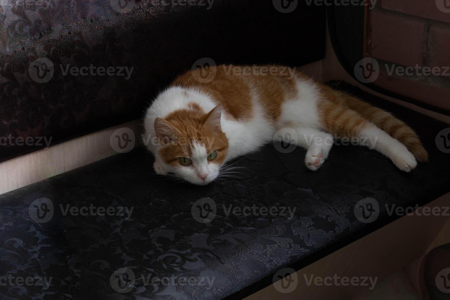 A red-haired domestic cat lies resting on a brown sofa. photo