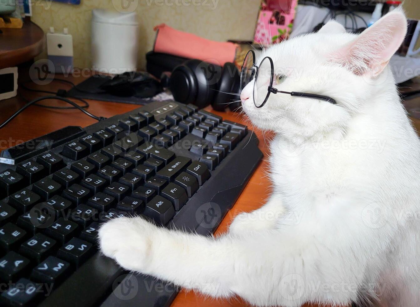 A white smart business cat with glasses is working at a computer in the office photo