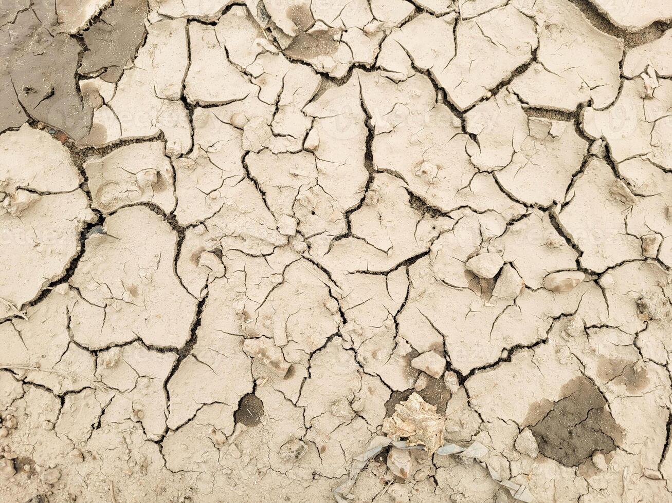 The brown soil is desolate, withered and cracked, on a bright sunny day photo