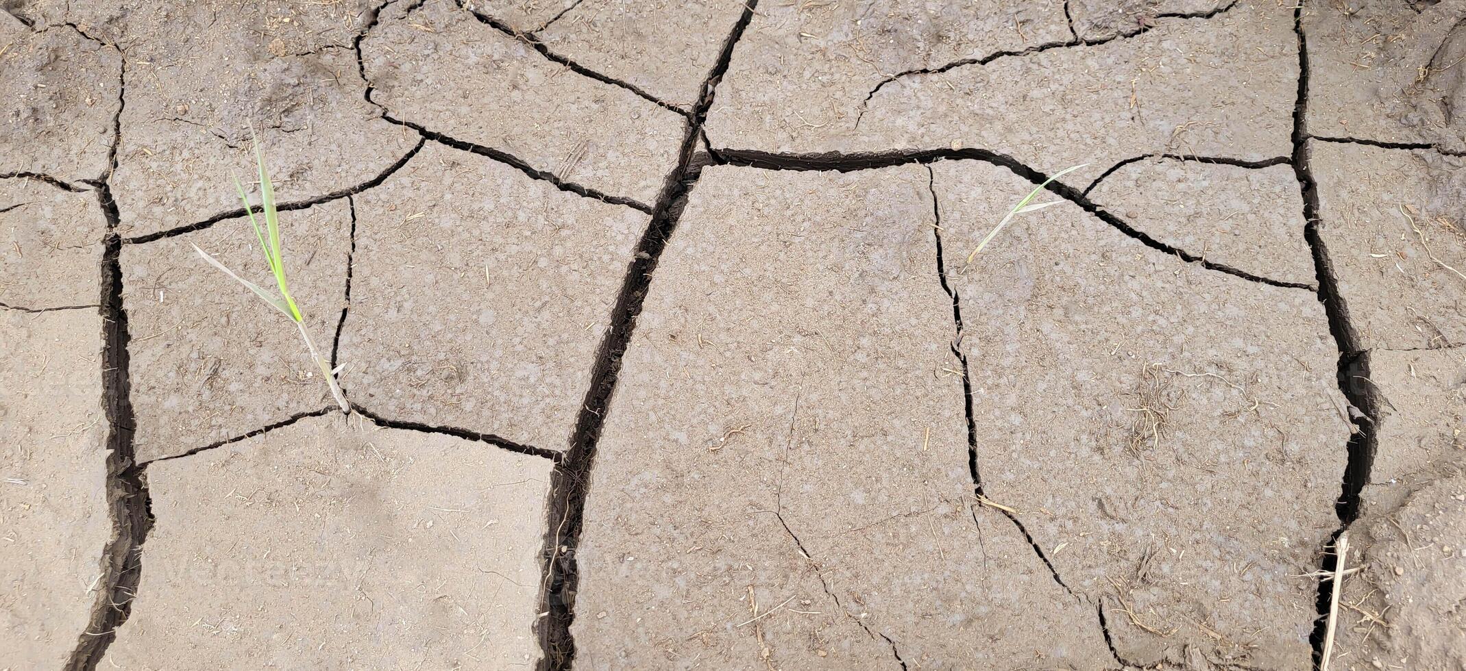 Gray cracked soil on a bright sunny day with sprouting grass photo