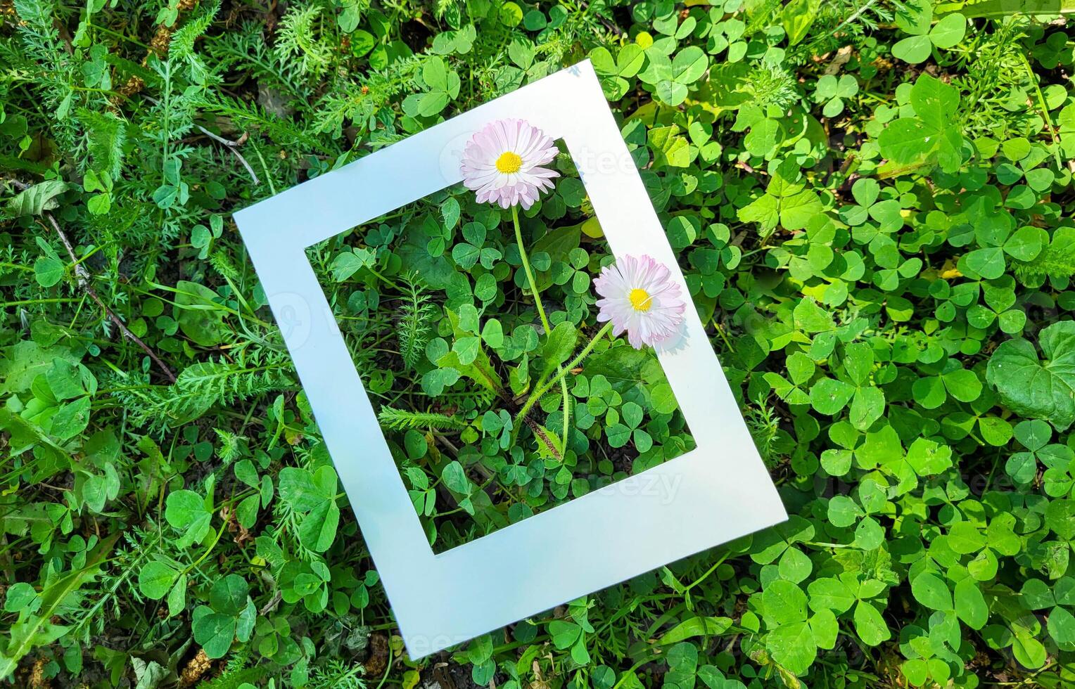 Two pink daisies in a white cardboard frame on a background of fresh green leaves. photo