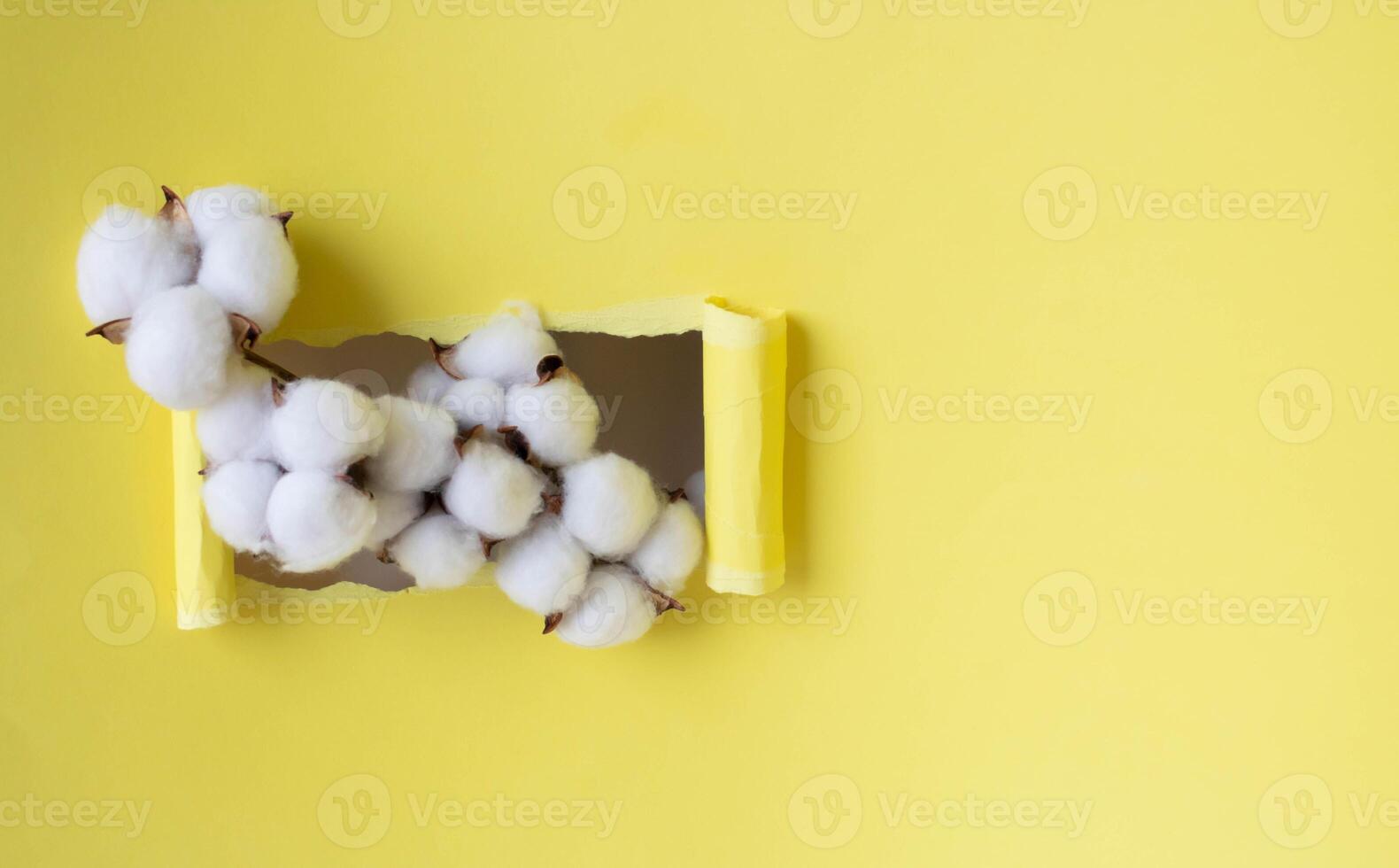 Yellow background with a hole from which a white fluffy cotton branch sticks out. Easter Concept photo