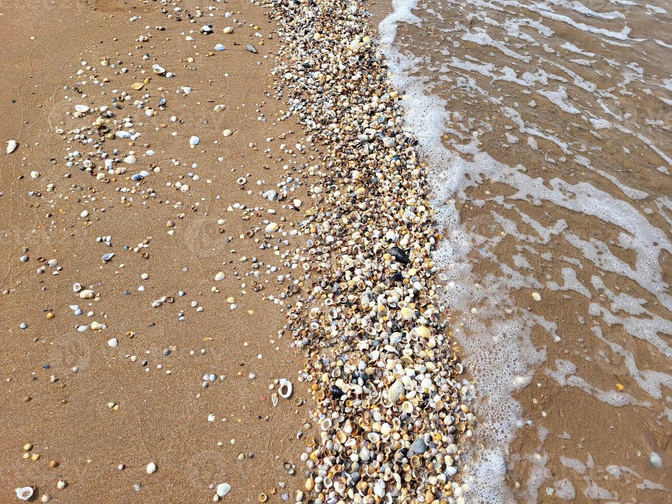 Seashells on the sand and sea waves rushing onto the sandy shore on a warm summer day. photo