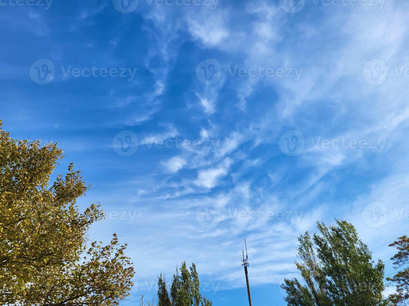 Trees and a floodlight lighting mast against a blue sky with feathery clouds photo