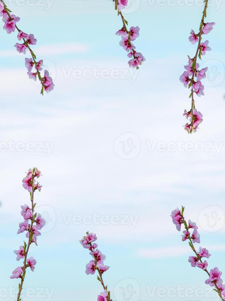 Floral frame made of blooming pink cherry branches against a cloudy sky background. Minimalistic sakura blossom border. Fruit tree flowers. Copy space 02 photo