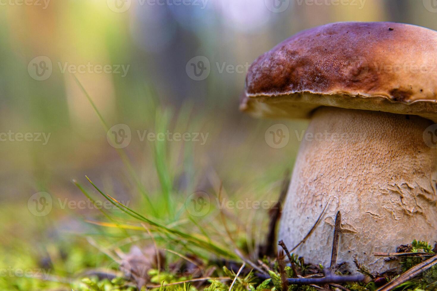 Closeup of a wild porcini mushroom growing in a Finnish forest. Boletus edulis fungus on a green moos floor. Southern Finland, Kymenlaakso, Europe. Copy space. Selective focus 03 photo
