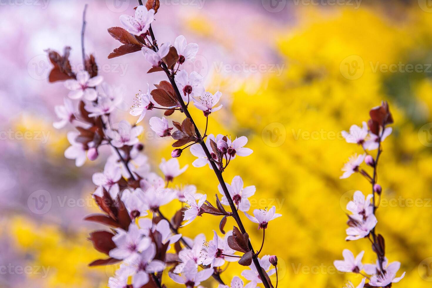 Vivid pink cherry blossoms and bright yellow forsythia flowers in full bloom capture the vibrant colors and joy of early spring in a natural garden setting. Selective focus 03 photo