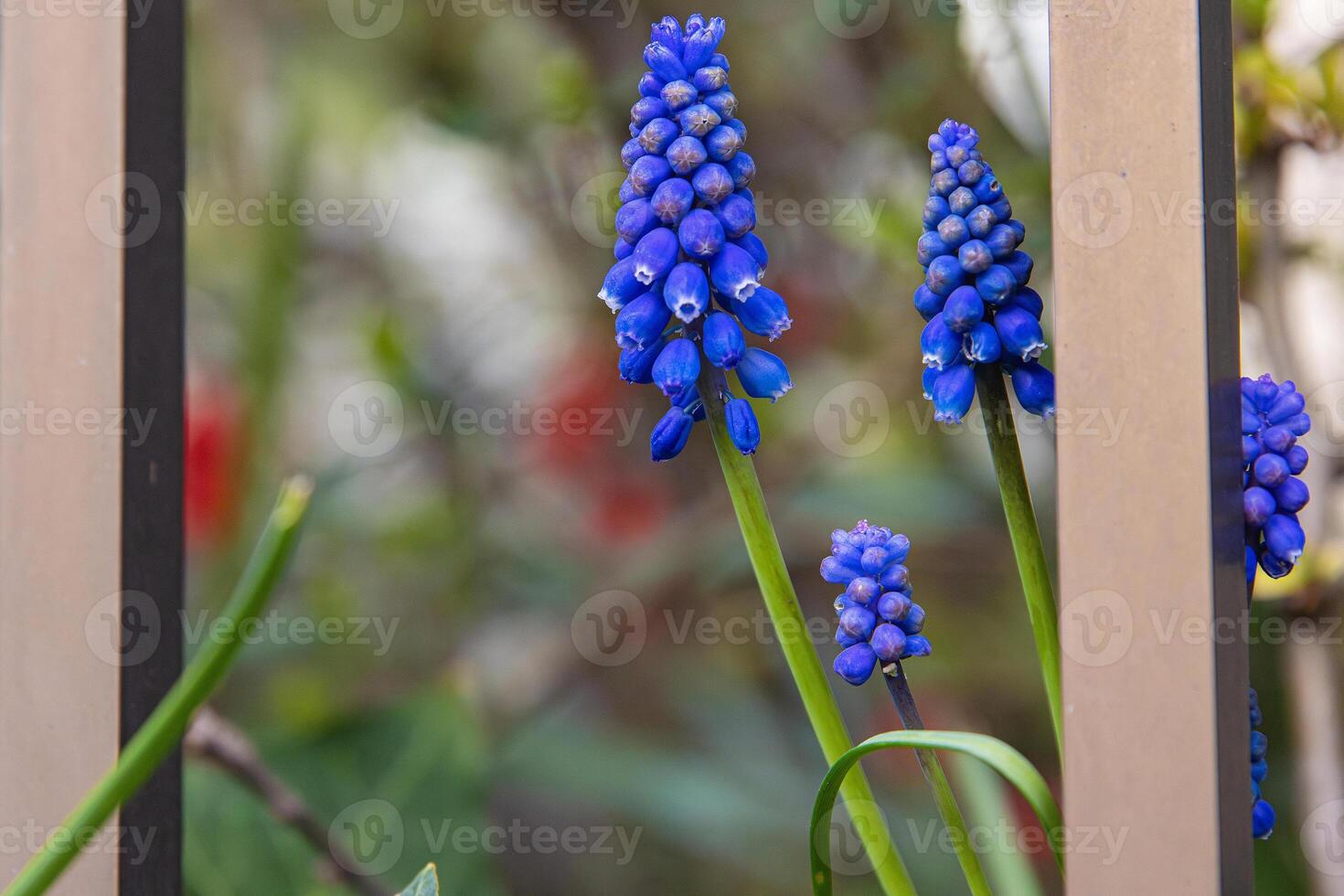 Closeup of vibrant blue grape hyacinth flowers bloom beside a fence in a spring garden, s, framed by garden foliage and a blurred soft focus background. Selective focus. 04 photo