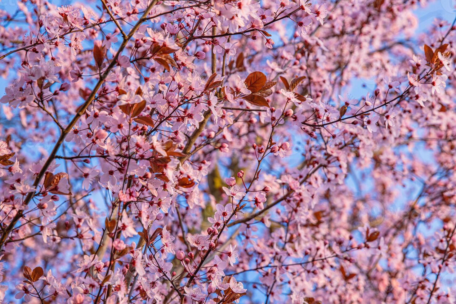 Blooming cherry blossoms fill the frame with vibrant pink petals and fresh spring energy under a bright blue sky. Pink sakura blossoms on a sunny spring day. Selective focus 02 photo
