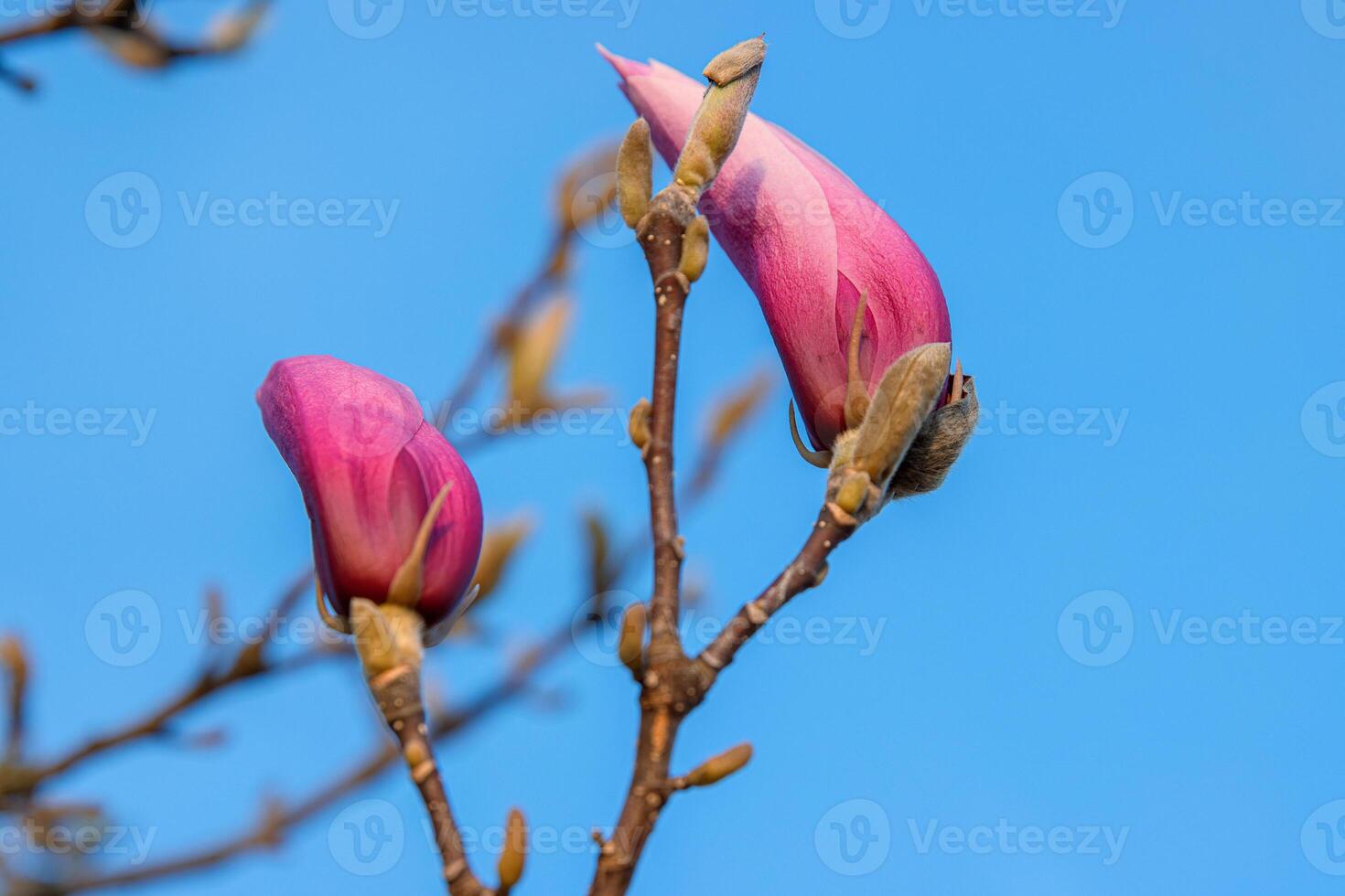 Two pink magnolia buds on a branch set against a clear blue sky. Closeup of blooming magnolia flower buds reaching toward the sky on a sunny spring day, Minimal composition. Copy space 02 photo