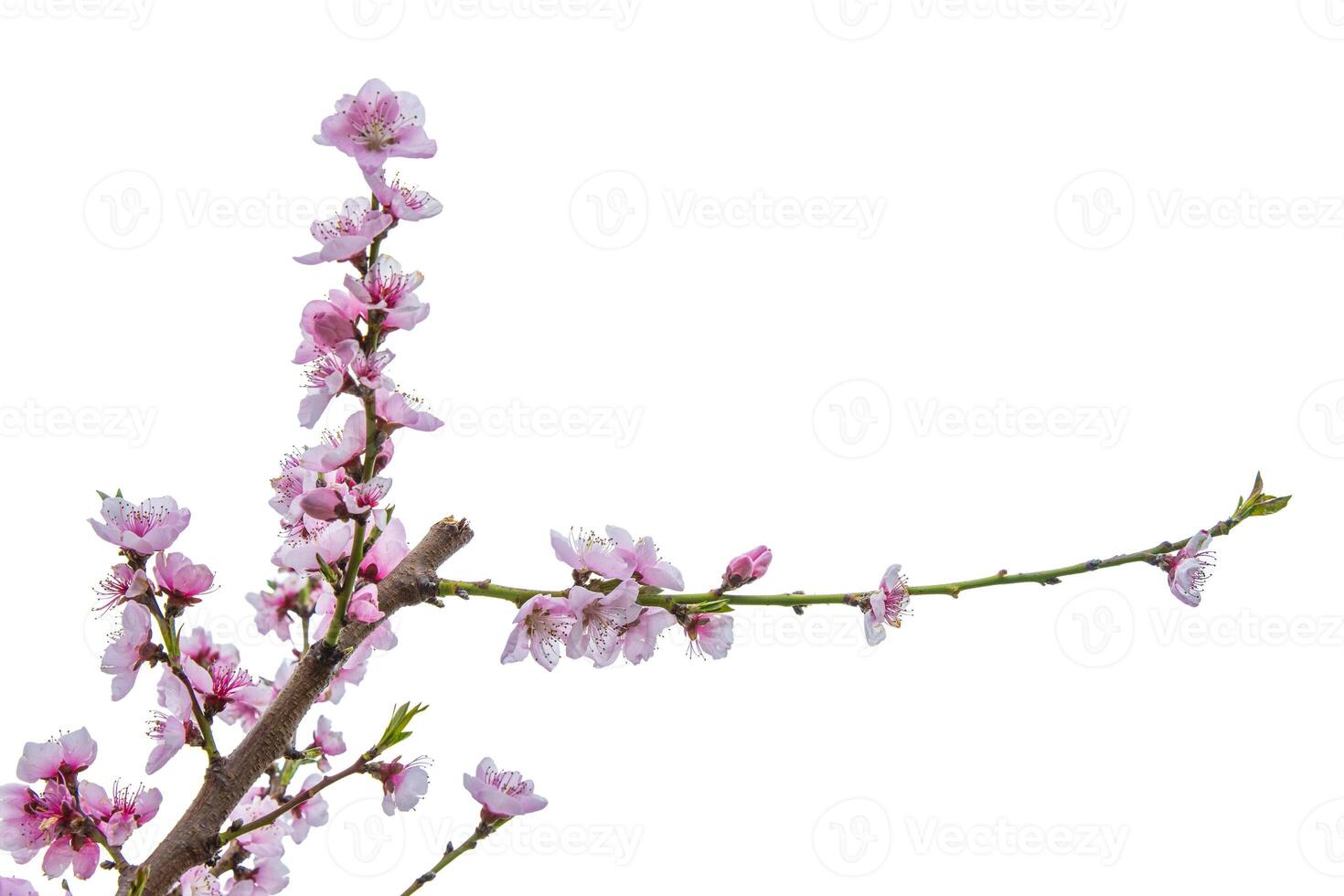 Closeup of delicate pink blossoms bloom on a thin cherry tree branch against a pale sky background. Soft pink fruit tree flowers and buds under a cloudy sky. Selective focus. Copy space 10 photo