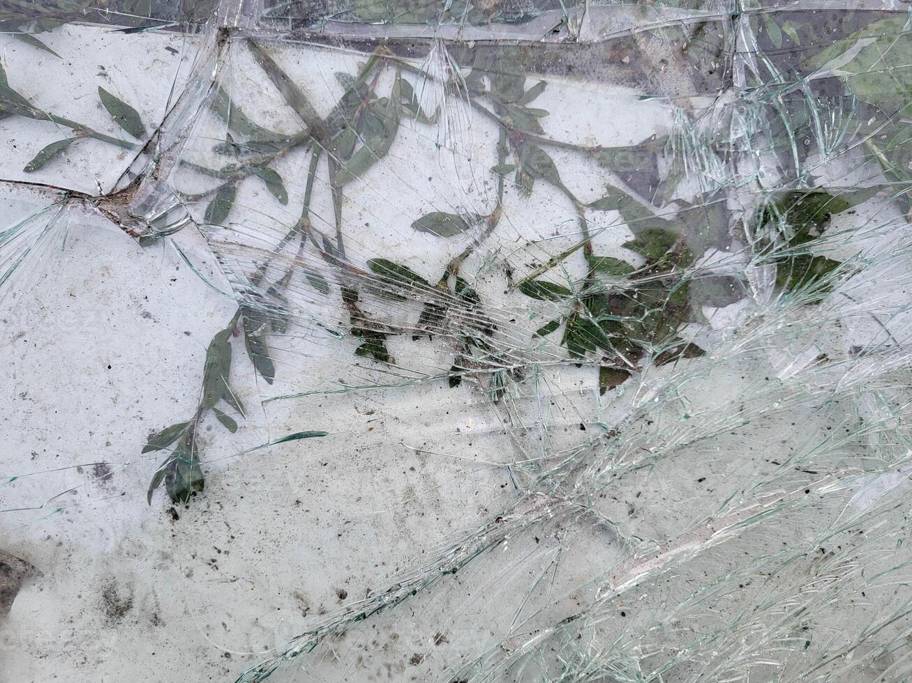 Broken glass is lying on the green spring grass for recycling photo