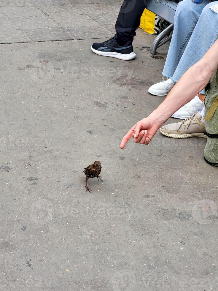 An ordinary starling chick runs along the sidewalk, begging for food photo