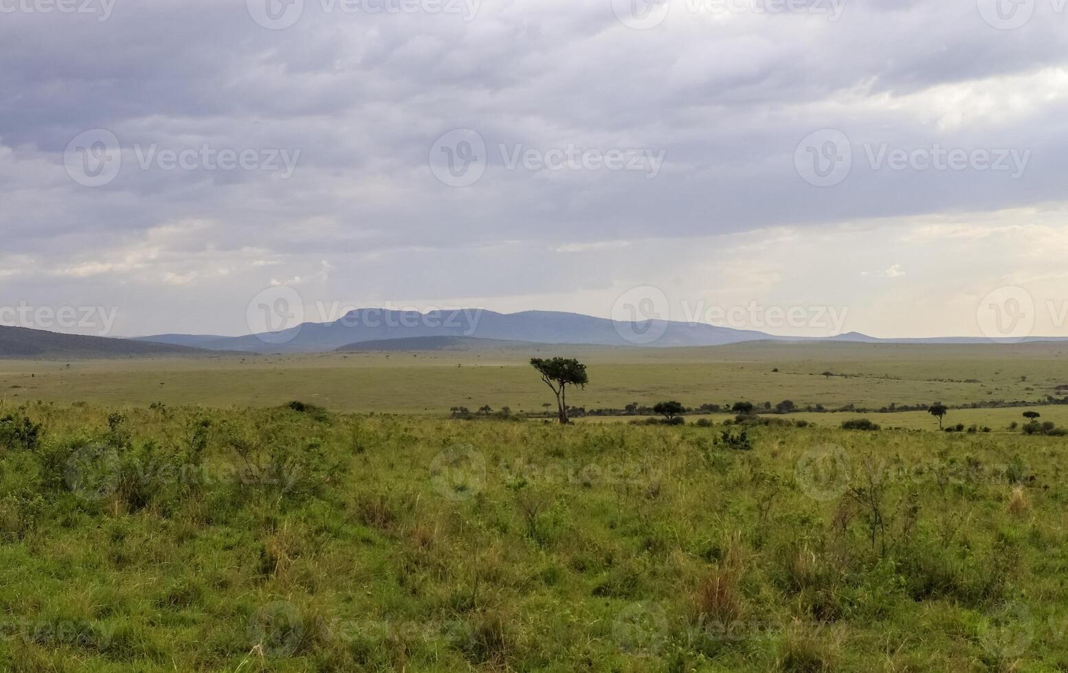 Lonely tree standing in the african savanna in the distance under a cloudy sky photo