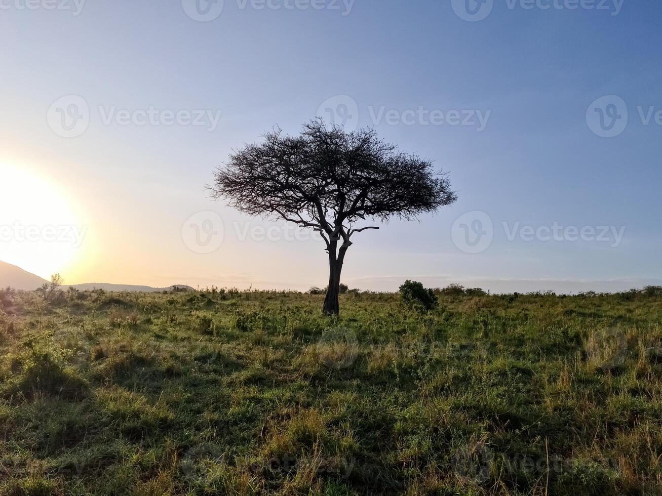 Lonely acacia tree standing in the african savanna at sunrise in Kenya photo
