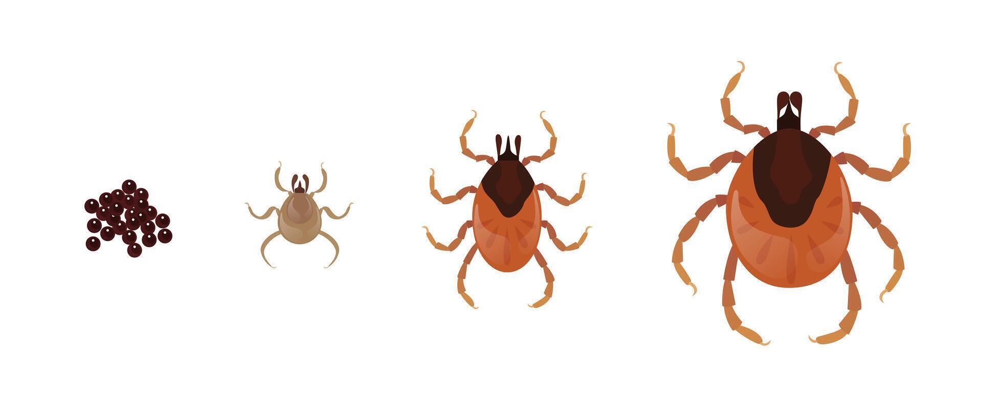 Mite life cycle showing growth from eggs to adult vector
