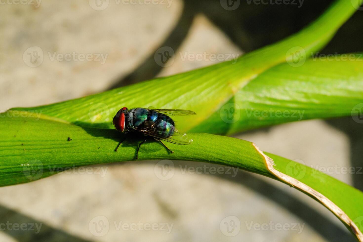 Macrophotography Blue Bottle fly on corn shoots. Animal in Closeup shot perched on a newly grown plant stem. Insects in the wild. Bugs on the leaf. Graphic Design. Copy space. Pest control photo